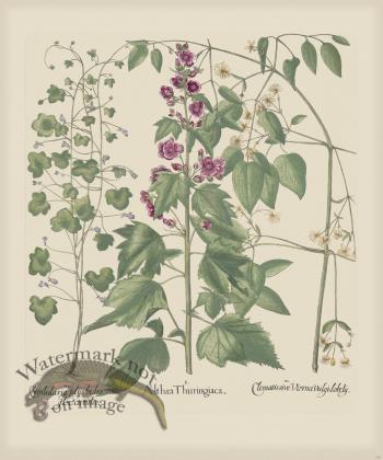 Besler 220 Colored  B2